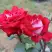 Роза АЛЬЯНС чайно-гибридная в Калинковичах