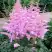 Астильба ГИАЦИНТ Арендса в Калинковичах