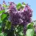 Сирень ВИОЛЕТТА в Калинковичах