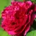 Пион НОЧНЫЕ ГРЕЗЫ древовидный в Калинковичах