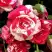 Роза ФАЙЕР ВОРКС миниатюрная в Калинковичах