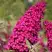 Буддлея давида РОЯЛ РЕД в Калинковичах