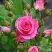 Роза ЛАВЛИ ЛИДИЯ спрей в Калинковичах