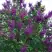 Сирень СУМЕРКИ в Калинковичах