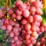 Виноград КИШМИШ КРАСНЫЙ в Калинковичах