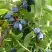 Жимолость съедобная НАРЫМСКАЯ в Калинковичах