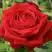 Роза СОФИ ЛОРЕН чайно-гибридная в Калинковичах