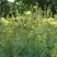 Василистник ГЛАУКУМ желтый в Калинковичах