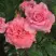 Роза ПЬЕР КАРДЕН чайно-гибридная в Калинковичах