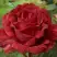Роза РЕД ИНТУИШН чайно-гибридная в Калинковичах