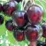 Черешня ЛЮБИМИЦА АСТАХОВА в Калинковичах