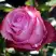 Роза ДИП ВОТЕР чайно-гибридная в Калинковичах