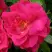 Роза ДЖОРДЖ ВАНКУВЕР флорибунда в Калинковичах