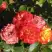 Роза ТАЙФУН спрей в Калинковичах