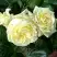 Роза ЭЛЬФ плетистая в Калинковичах