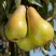 Груша КОНКОРД в Калинковичах