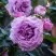 Роза СИЛЬВЕР КВИК плетистая в Калинковичах