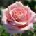 Роза ФРЕДЕРИК МИСТРАЛЬ чайно-гибридная в Калинковичах