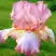 Ирис БЛАШИНГ ПИНК бородатый в Калинковичах