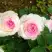 Роза ДОЛЬЧЕ ВИТА чайно-гибридная в Калинковичах