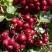 Рябина ГРАНАТНАЯ сладкоплодная в Калинковичах