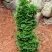 Туя СПИРАЛИС МИНИ западная в Калинковичах