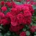 Роза РАДОСТЬ САДОВНИКА (ГАРТЕН ФРОЙДЕ) почвопокровная в Калинковичах