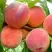 Персик ВАЙН ГОЛД Т3 в Калинковичах