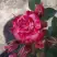 Роза ФАЙЕР ВОРКС миниатюрная в Калинковичах