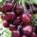 Черешня СИЛЬВИЯ колоновидная в Калинковичах