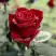 Роза ТАБУ чайно-гибридная в Калинковичах
