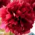Пион БЕЛГРАВИЯ травянистый в Калинковичах