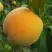 Персик ДОНЕЦКИЙ ЖЕЛТЫЙ в Калинковичах