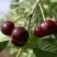 Вишня МОРОЗОВКА в Калинковичах