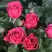 Роза ЛАВ ЛЕТТЕР флорибунда в Калинковичах