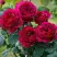 Роза КЕЙТ английская в Калинковичах