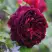 Роза МАНСТЕД ВУД английская в Калинковичах