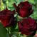Роза ЧЕРНАЯ МАГИЯ чайно-гибридная в Калинковичах