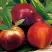 Нектарин СТАРК РЕД ГОЛД в Калинковичах