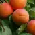 Абрикос ГРАФИНЯ в Калинковичах