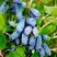 Жимолость съедобная БАКЧАРСКИЙ ВЕЛИКАН в Калинковичах