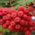 Рябина АЛАЯ КРУПНАЯ сладкоплодная в Калинковичах