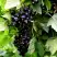Смородина чёрная БЕЛОРУССКАЯ СЛАДКАЯ в Калинковичах