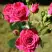 Роза ЛАВЛИ ЛИДИЯ спрей в Калинковичах