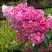 Гортензия МЕГА МИНДИ метельчатая в Калинковичах