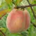 Персик ЕЛГАВСКИЙ в Калинковичах