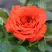 Роза ОРАНЖ ДЖЕВЕЛ миниатюрная в Калинковичах