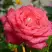 Роза ПЬЕР КАРДЕН чайно-гибридная в Калинковичах