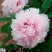 Пион ПЕРСИК ПОД СНЕГОМ древовидный в Калинковичах