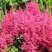 Астильба САННИ ДЕЙ гибридная в Калинковичах